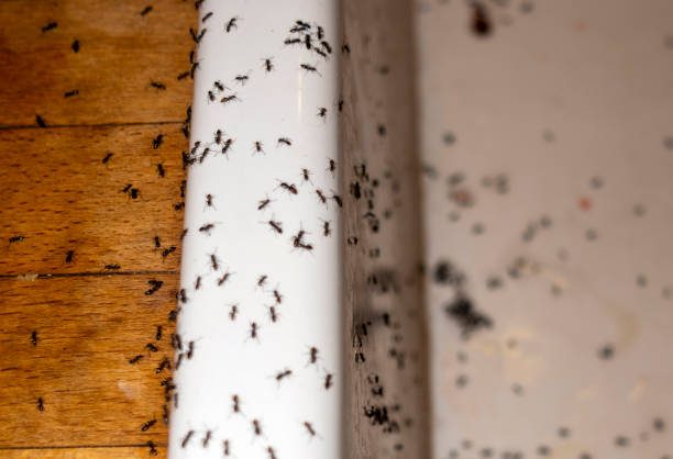 Trusted Intercourse, PA Pest Control Experts